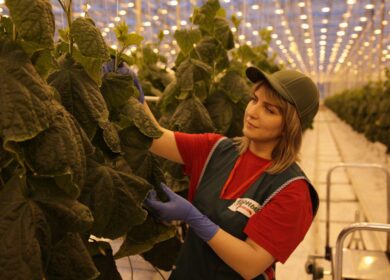 «Чурилово» открыло новый тепличный комплекс