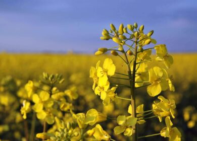 В Томской области планируется рост урожаев рапса