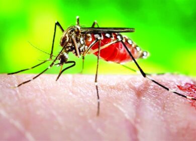 Камбоджийский бэтмен против лихорадки денге