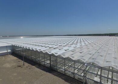 В Ставропольском крае прогнозируется рост тепличных площадей