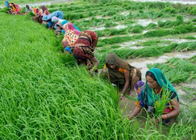 Продажи карбамида в Пакистане поставили рекорд