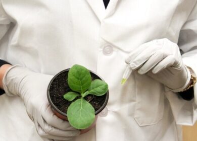 Ученые создают азотфиксирующие зерновые