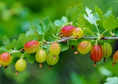 Особенности выращивания крыжовника и смородины