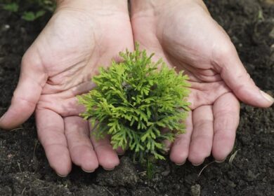 Нужно ли использовать удобрение для хвойных растений и зачем