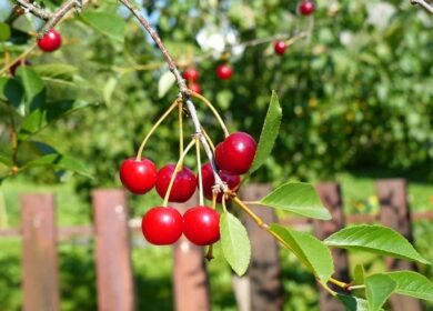 Как проводится подкормка вишни весной и летом