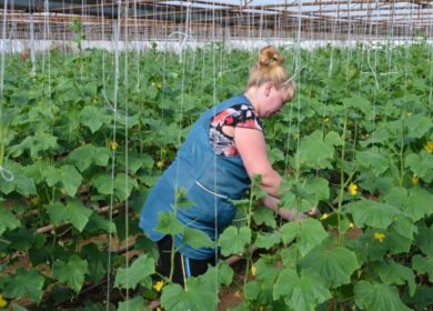 Московская область станет тепличным лидером