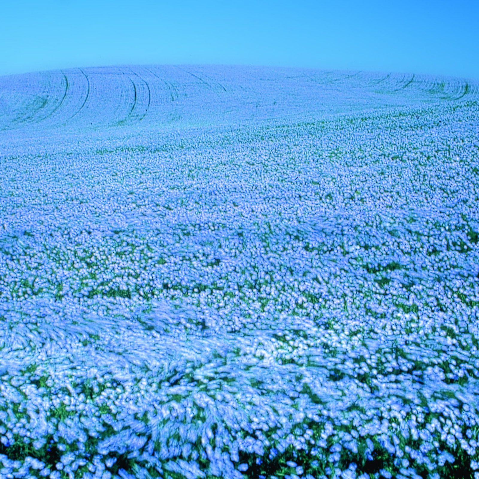 В Центральной России динамично развивается льноводство