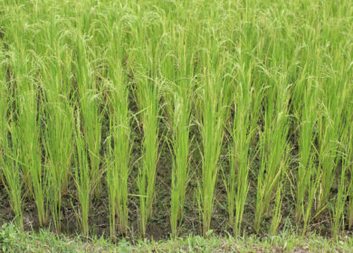 Найден ген урожайности риса