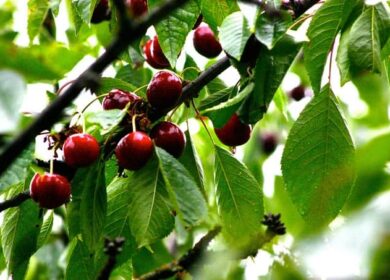 Зачем подкармливать в саду черешню, начиная с весны?