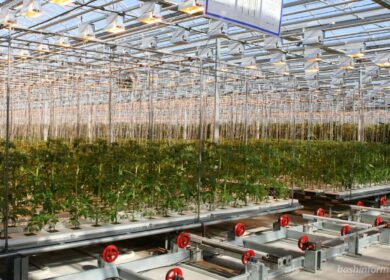 Совхоз «Алексеевский» провел крупный тендер