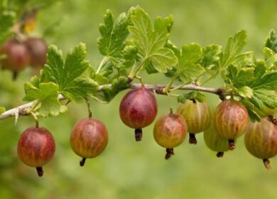 Правила подкормки крыжовника на даче: чем лучше всего удобрять