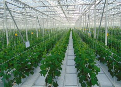 В Московской области появится большой тепличный комплекс