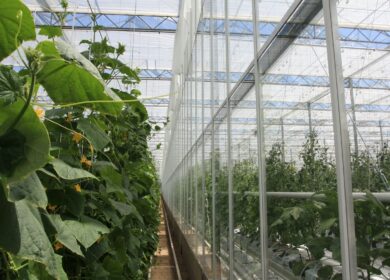 Участники тепличного бизнеса обсудят свои перспективы
