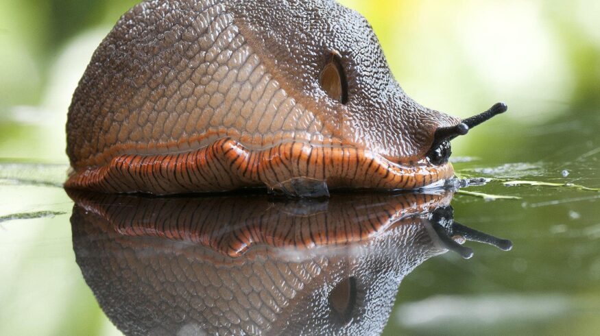 В Великобритании создадут робота, убивающего слизней