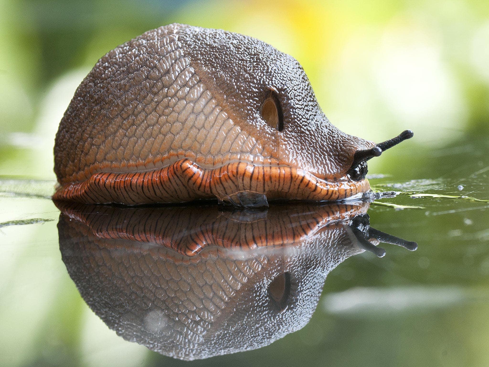 В Великобритании создадут робота, убивающего слизней