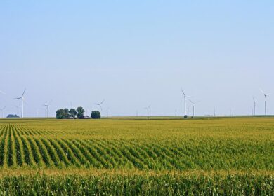 Ученые установили шаблон оптимального сева