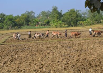 В Мьянме снизится производство агрохимикатов