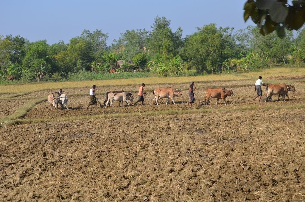 В Мьянме снизится производство агрохимикатов