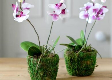 Чем подкармливать орхидею