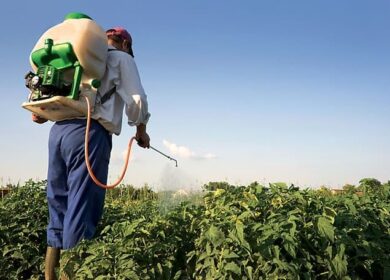 Инсектициды — что это такое, зачем и когда нужны