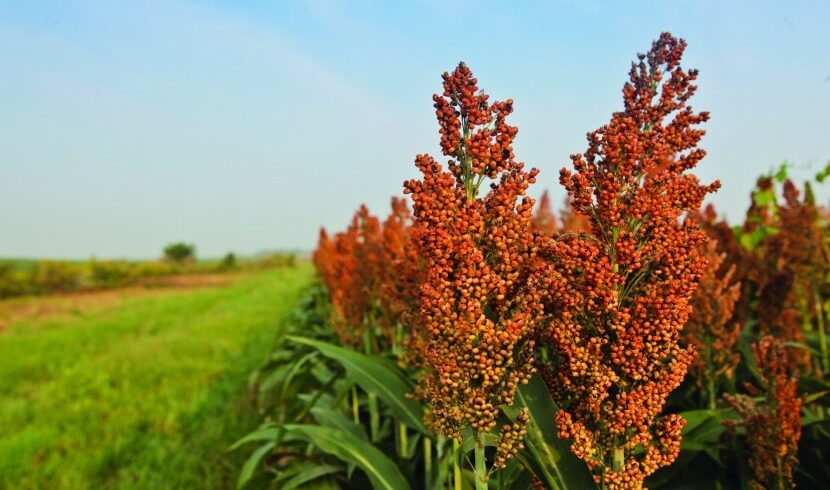 Растения будущего смогут выделять гербицид