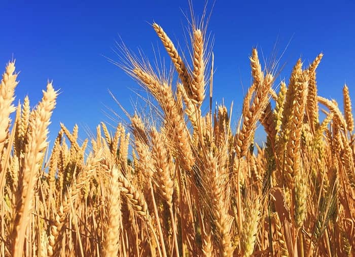 Основные виды российских сельскохозяйственных культур