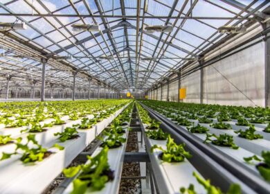 В Башкортостане хотят развивать тепличный бизнес