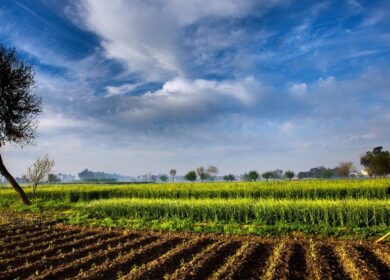 Коронавирус больно ударил по продажам карбамида в Пакистане