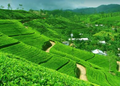 На Шри-Ланке не хватает тройного суперфосфата