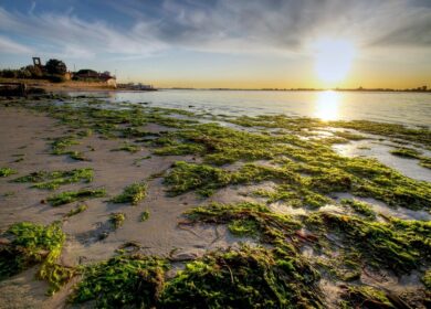 Морским водорослям нашли полезное применение