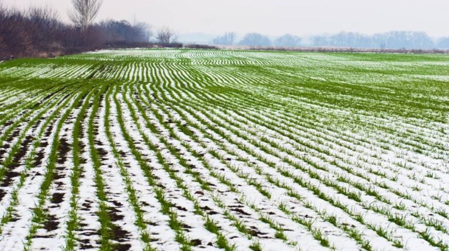 Украина может лишиться 15-25% будущего урожая