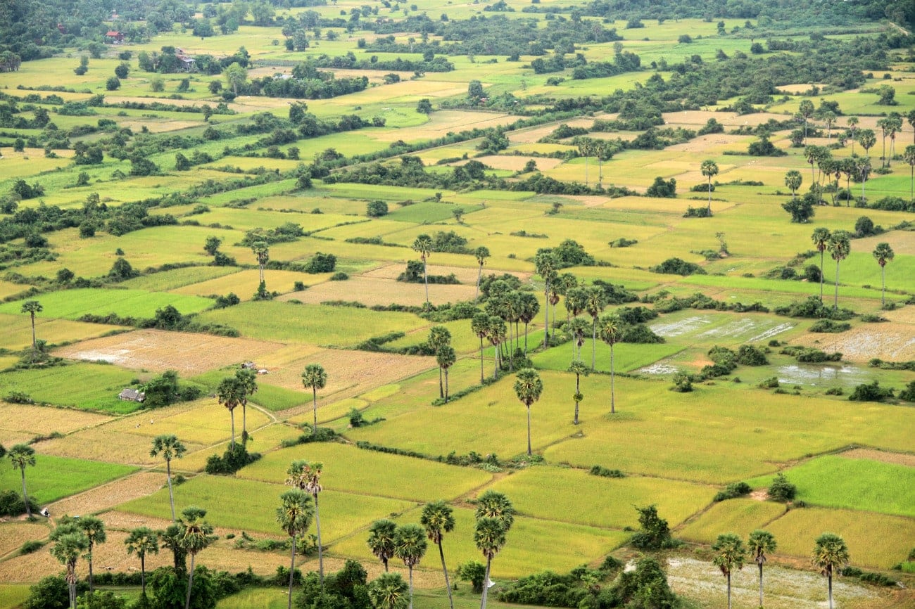 Рынок Камбоджи заполонили контрафактные удобрения