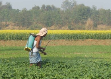 Индия запретит особо опасные пестициды
