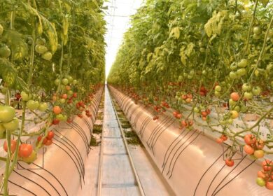 Московская область может стать лидером по тепличным овощам