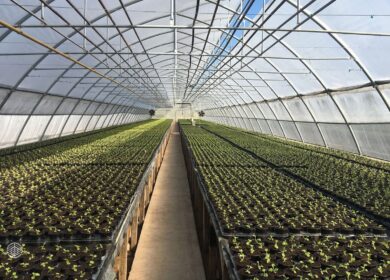 В Хабаровском крае появится новый тепличный комплекс