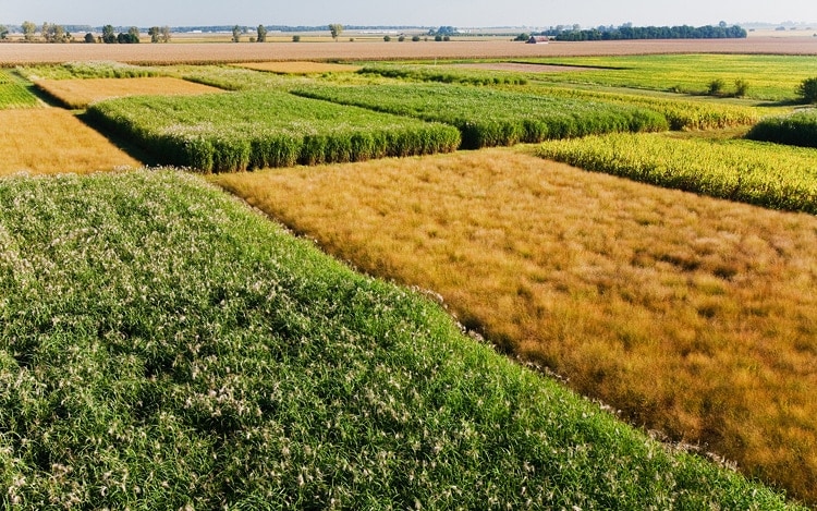 Ученые призывают перейти на биоэнергию