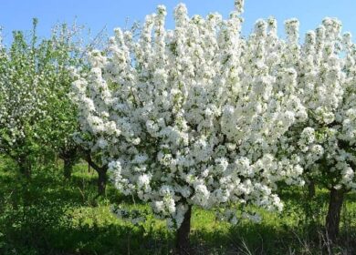 Нюансы осенней подкормки плодовых деревьев и кустарников