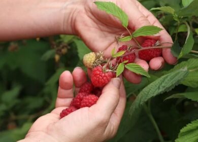 Подкормка малины осенью