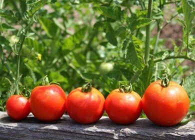 Правильное применение популярных комплексных удобрений для томатов