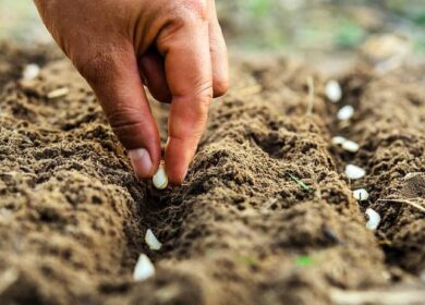 Подзимние посевы декоративных цветов