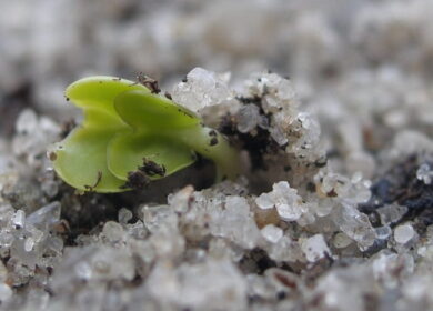 Нюансы посева на грядках овощей под зиму: когда и какие овощи смело можно сажать