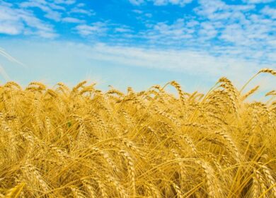 Урожай зерновых в Ростовской области может превысить 10 млн. тонн