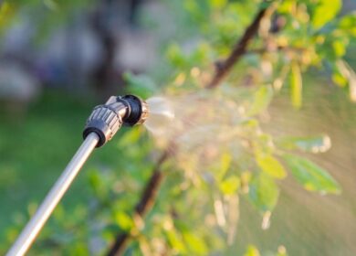 Индия пересмотрит запрет пестицидов