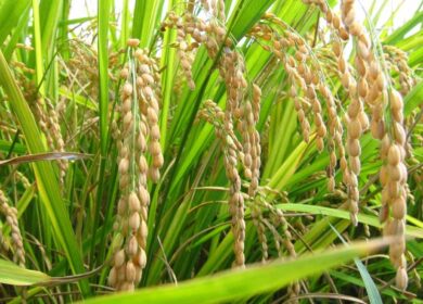 В России выросли посевные площади под рис