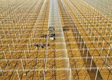 AppHarvest осенью откроет крупнейшую в США теплицу