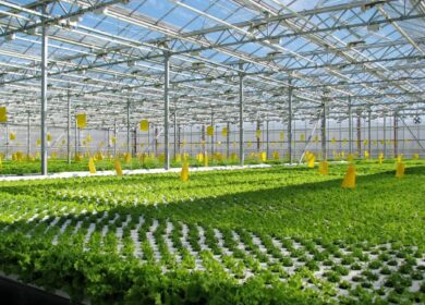 «Агроком» не будет создавать новый тепличный комплекс