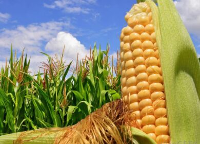 Ученые призывают инвестировать в покровные культуры