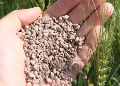 Как дефицит фосфора влияет на эффективность удобрений?