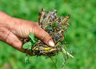 Пакистан вооружится дронами