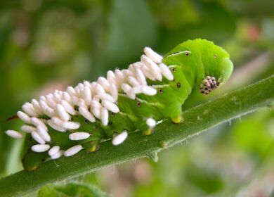 Осы могут стать биологическими пестицидами